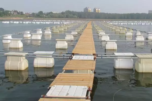 罗非鱼养殖模式揭秘,四种模式任选要点解读插图3 罗非鱼养殖模式揭秘,四种模式任选要点解读插图3