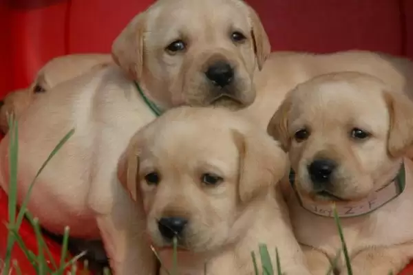 拉布拉多幼犬饲养指南，少量多餐喂食原则要点解读插图6