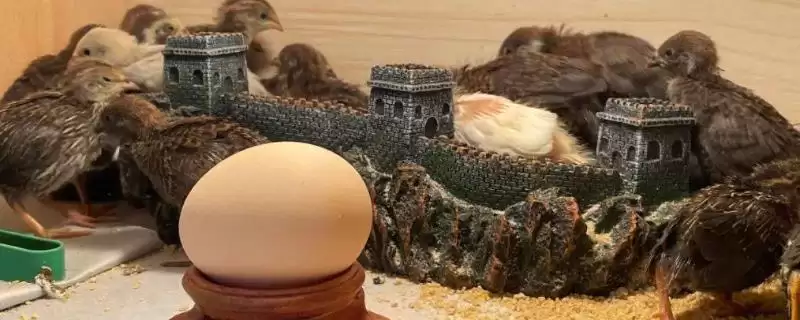 芦丁鸡室内养殖危害剖析,气味大易扰民现象深度探讨-会东网