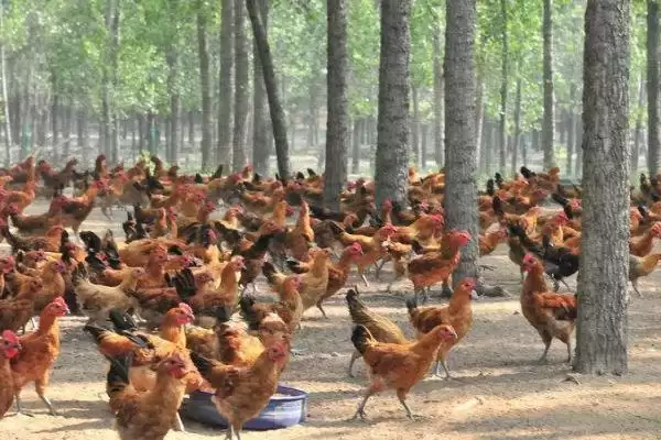 土鸡的散养要点有哪些？选择好鸡苗很重要插图6