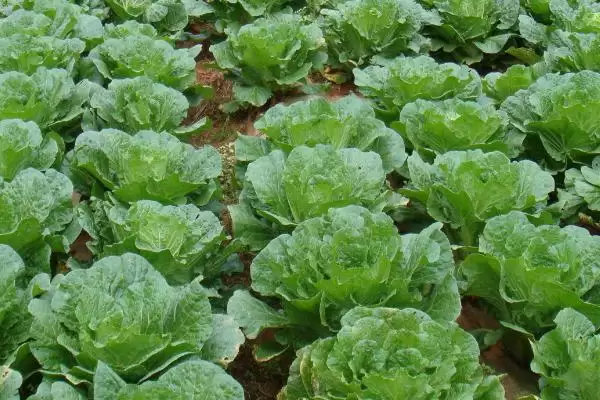 立秋后农作物种植揭秘，油菜、红菜苔、萝卜等推荐解读插图6
