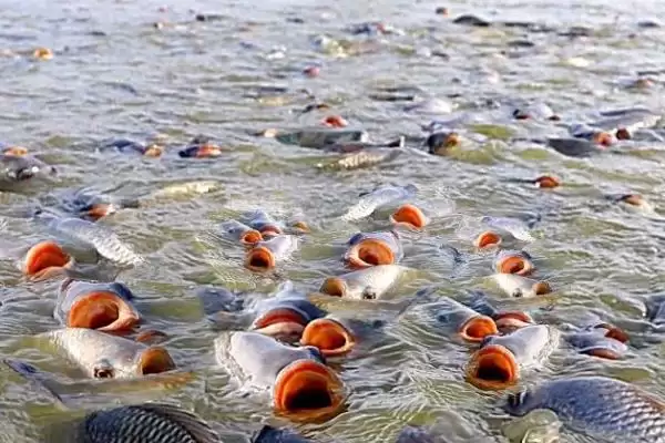 罗非鱼养殖模式揭秘,四种模式任选要点解读插图1 罗非鱼养殖模式揭秘,四种模式任选要点解读插图1