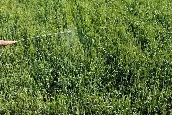 噻虫胺杀虫剂的优点,杀虫谱广持效期长优势剖析插图1 噻虫胺杀虫剂的优点,杀虫谱广持效期长优势剖析插图1