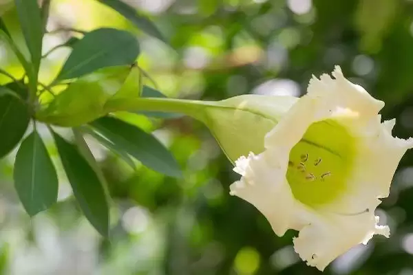 曼陀罗花语揭秘，无间与死亡之爱寓意全解析插图6