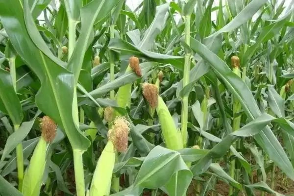 绿鹏186玉米种子介绍，防治地下害虫要点需关注插图1