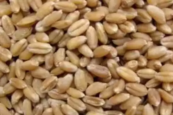 麦种存放年限揭秘,常温3-5年贮藏要点解读插图2 麦种存放年限揭秘,常温3-5年贮藏要点解读插图2