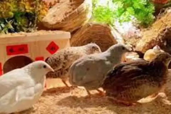 芦丁鸡室内养殖引关注，细菌问题及通风换气要点解读插图4