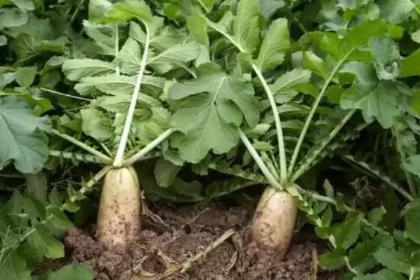 立秋后农作物种植揭秘，油菜、红菜苔、萝卜等推荐解读插图3