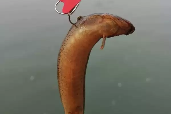 泥鳅打窝吸引翘嘴时间解析,30至60分钟成关键插图1 泥鳅打窝吸引翘嘴时间解析,30至60分钟成关键插图1