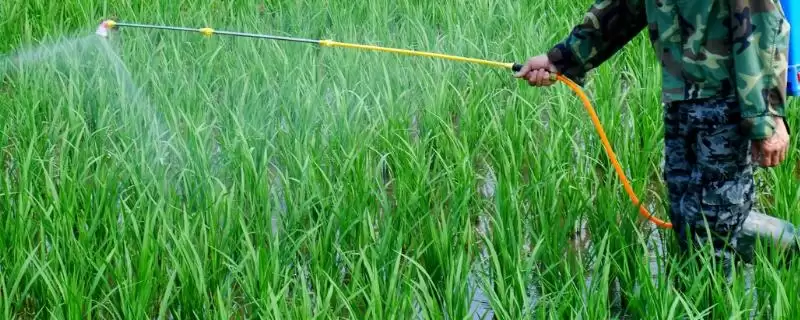 噻虫胺杀虫剂的优点,杀虫谱广持效期长优势剖析-会东网