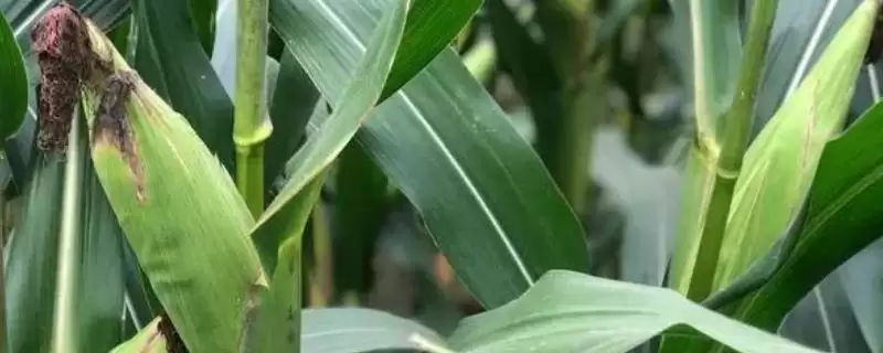 科泰1107品种登场，122天出苗至成熟时长曝光-会东网
