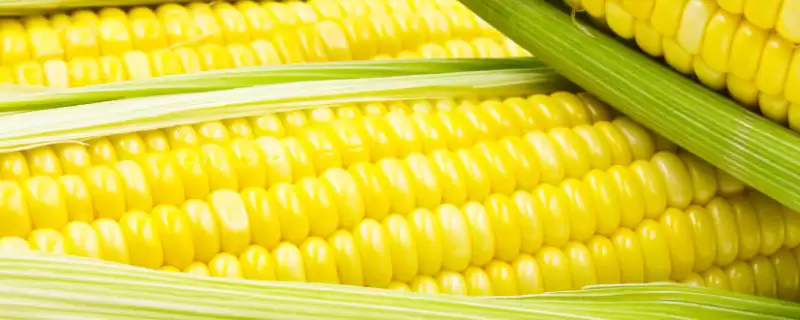 晶玉1号玉米种子特性揭秘，春播108.3天平均生育期公布-会东网