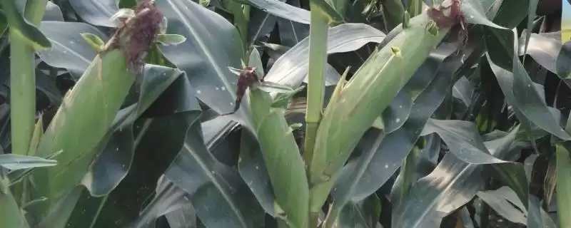 米哥玉米种子特点解析，5cm地温达标播种要点需关注-会东网