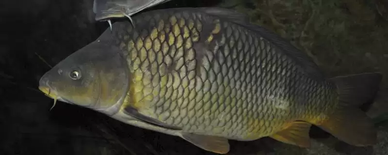 气温下降鲤鱼吃什么味型的饵料，甜饵及腥饵的选择依据-会东网