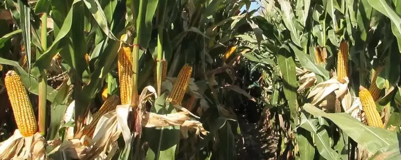 辽单806玉米品种亮相,密度4000株/亩左右数据公布-会东网