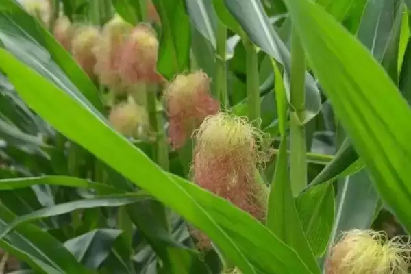 美谷555玉米种子介绍，4月上中旬播种期受关注插图2