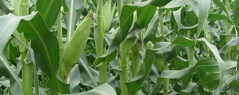 沃锋518玉米种子介绍,防治丝黑穗病等虫害插图 沃锋518玉米种子介绍,防治丝黑穗病等虫害插图