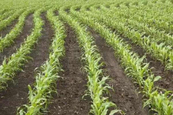 田研31玉米品种有啥特性?选择中等肥力以上地块种植插图1 田研31玉米品种有啥特性?选择中等肥力以上地块种植插图1