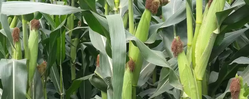 利单668玉米品种登场，5月上旬适宜播期公布-会东网