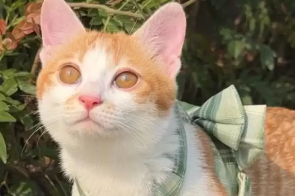 猫咪心肌肥大症危害揭秘，或致猫咪猝死风险解析插图3