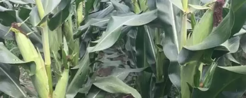 粒玉129玉米种子上线，低山地区3月下旬播种时间公布-会东网