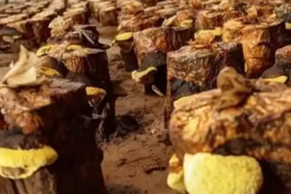 桑黄怎么种植和管理,培养料消毒后接种、养护的要点插图1 桑黄怎么种植和管理,培养料消毒后接种、养护的要点插图1