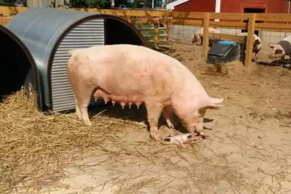 母猪咬小猪解决方案揭秘，补充营养要点需关注插图1