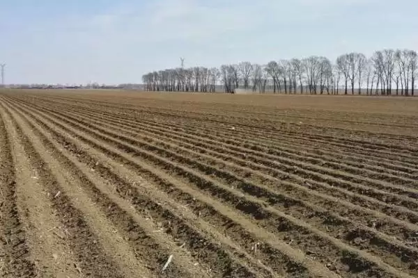 芦蒿种植技术大揭秘，肥沃沙壤土地种植为最佳选择插图1