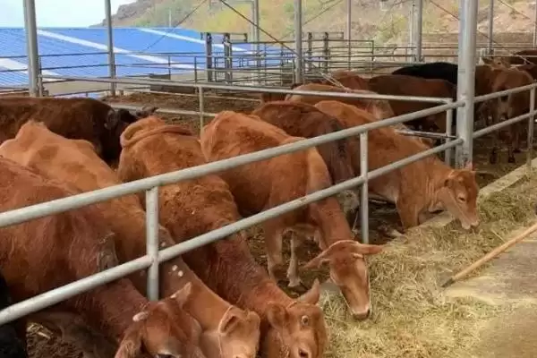 喂牛的最佳时间是什么时候？中午和傍晚各喂一次插图1