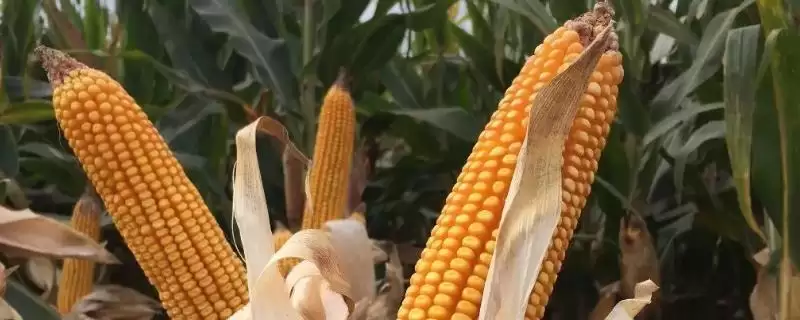 圣尧3号玉米种子简介，种植密度不宜过大的原因探究-会东网