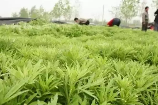 芦蒿种植技术大揭秘，肥沃沙壤土地种植为最佳选择插图2
