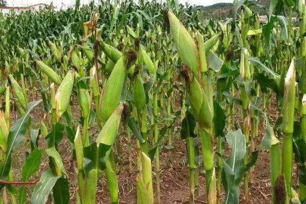 凯玉368玉米种子特性曝光，密度5500-6000株／亩数据公布插图2