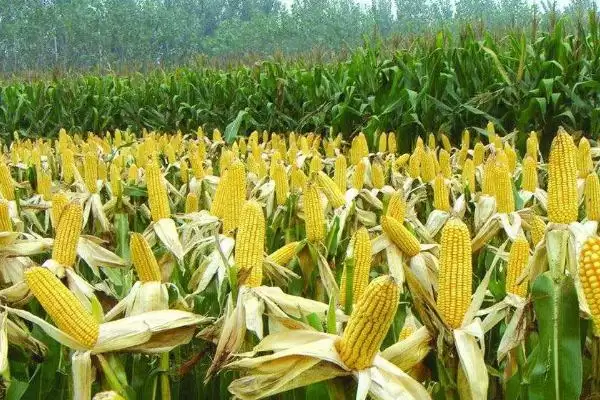 联达坤瑞522玉米种亮相，辽宁省春播128天生育期曝光插图1