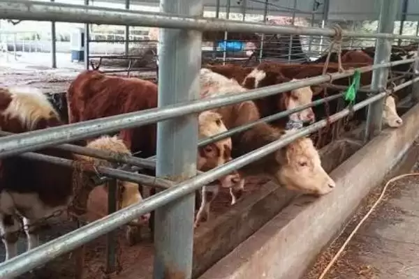 牛吃多玉米棒应对方法揭晓，尽快停喂要点需关注插图3