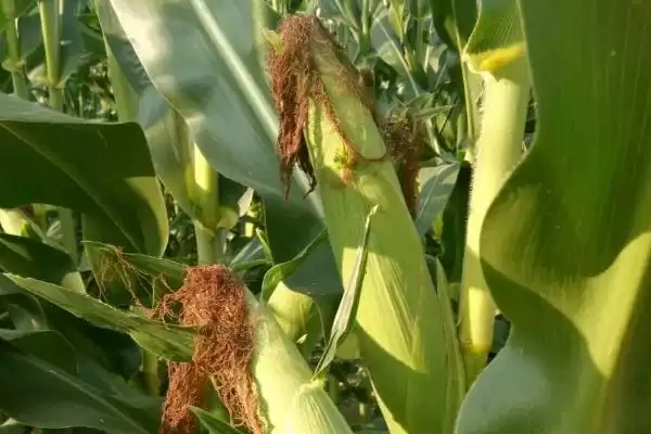 龙育899玉米种子登场，种植密度不宜过大要点解读插图3