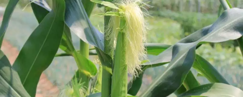 绿泽D2026玉米种子登场，中抗茎腐病优势受瞩目-会东网