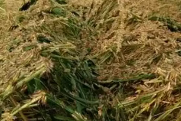蚂蚱养殖方法揭秘，嫩草菜叶投喂维持生长要点插图3