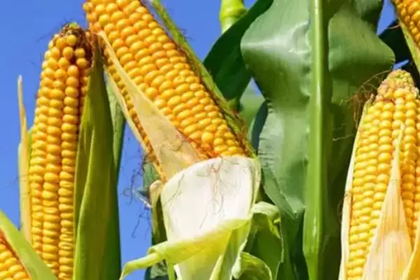 科沃8901玉米种子登场，每亩种植密度4500株数据公布插图3