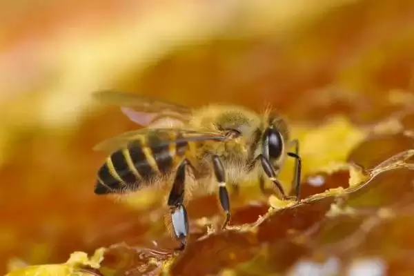 蜜蜂种类大盘点,全球约40种蜜蜂种类全解析插图1 蜜蜂种类大盘点,全球约40种蜜蜂种类全解析插图1