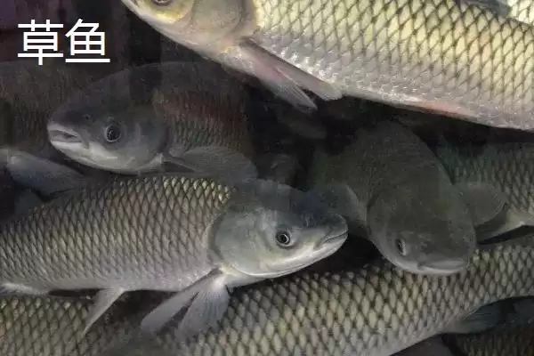 青鱼和草鱼的区别，科属、形态和栖息环境不同之处详解插图2