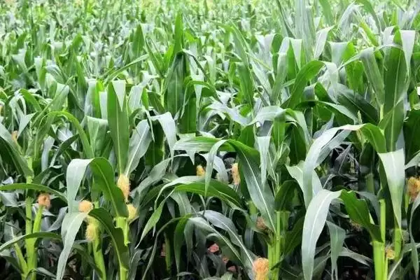 理想66玉米品种登场，8月中旬或下旬后秋造播种时间公布插图3