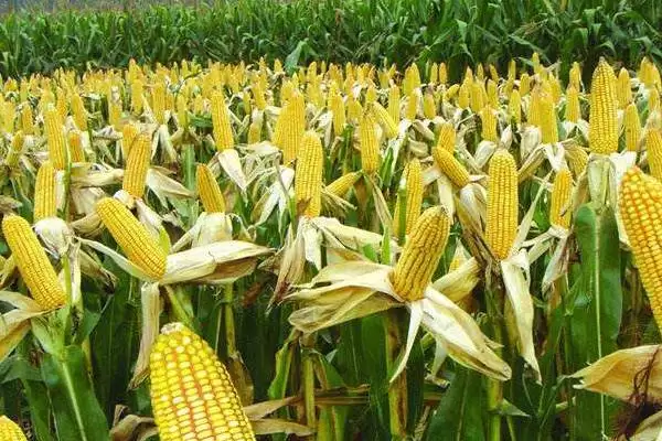 辽科811玉米种子特性曝光，中抗茎腐病特性要点公布插图3