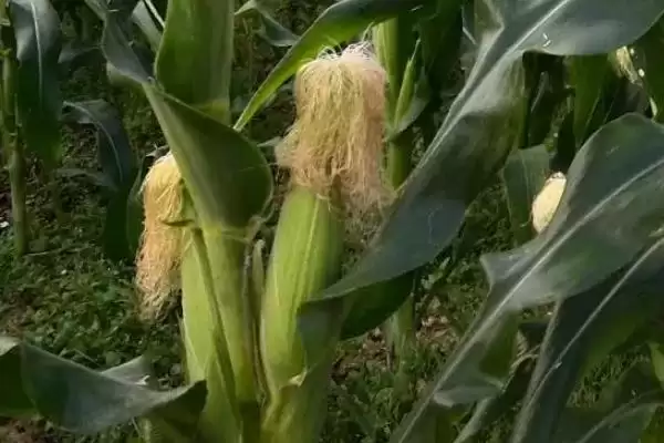 京科糯2000玉米品种登场,关键信息要点全面解读插图3 京科糯2000玉米品种登场,关键信息要点全面解读插图3