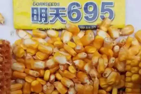 明天695特征特性揭秘，109天左右生育期成焦点插图4