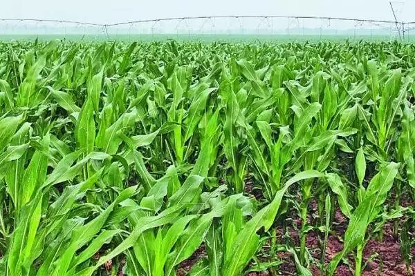 隆平208玉米种子登场，适宜密度4000／亩左右数据公布插图1