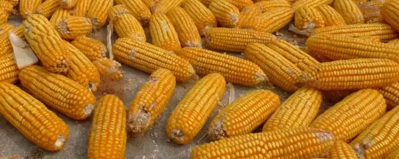 隆平509玉米种上线，中后期蝽象和蚜虫防治要点曝光-会东网