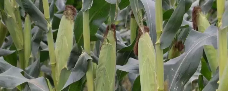 隆玉98玉米品种特性揭秘，密度3500株／亩数据公布-会东网