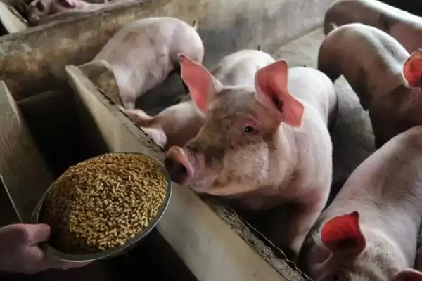 母猪日喂料量解析，配种当天1.6-1.8kg天要点插图3