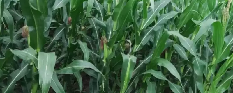 隆平206玉米种子特点曝光，高抗矮花叶病特性亮点突出-会东网