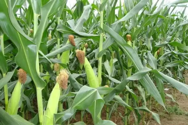辽禾308玉米种子登场，中抗茎基腐病特性要点公布插图1